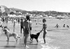 Al mare con Fido
