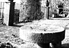 Tra gli ulivi di Vatolla l'amore segreto di Vico per Giulia