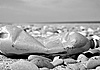 L'isola di spazzatura