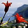 Aiano Capri
