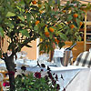 La Certosella Capri